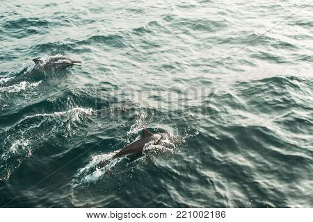 Two wild spinner dolphins swimming in indian ocean. Wildlife nature background. Space for text. Adventure tourism. 