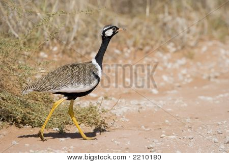 Korhaan