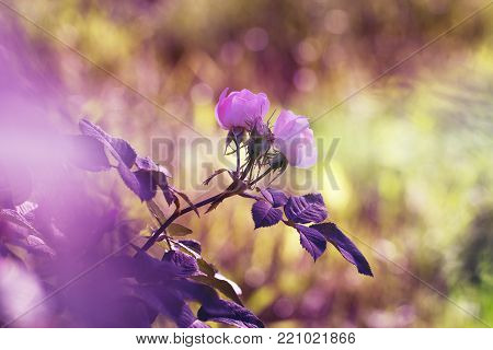 Rose flower closeup. Spring flower of pink rose. Closeup of pink rose spring flower. Spring flower background