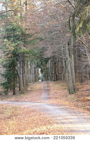 forest track in the forest of weissach. The location in in baden-wuerttemberg