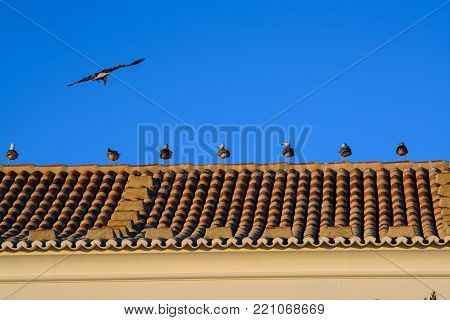 lots of seagulls on a roff in late afternoon against blue sky