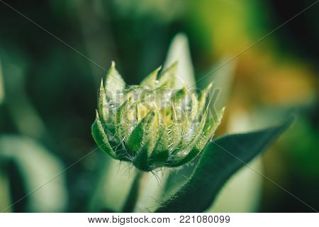 Beautiful flower waiting to bloom right before sunset