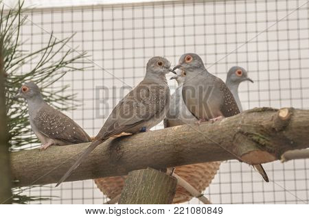 Birds Pigeons in the cage on branch