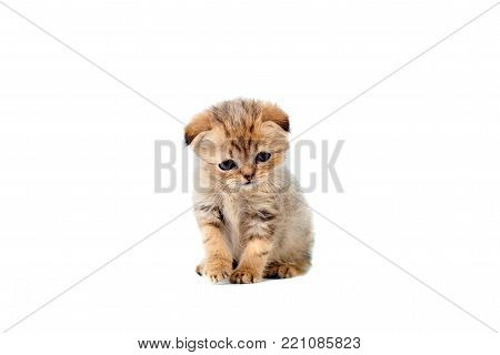 sad very small fluffy kitten scottish fold on white isolated background. With a sore eye that is watering. Weak-demanding cat