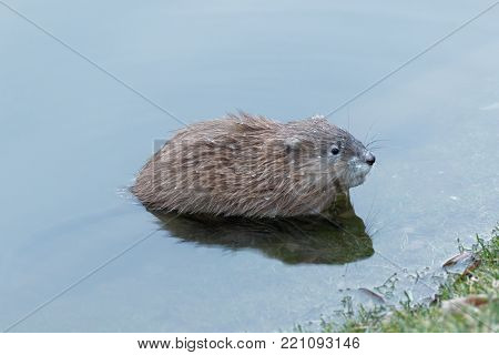 Wet muskrat (Ondatra Zibethicus)  sits along in reflective and sparkling clear blue water near the shore Kiev Ukraine 2018