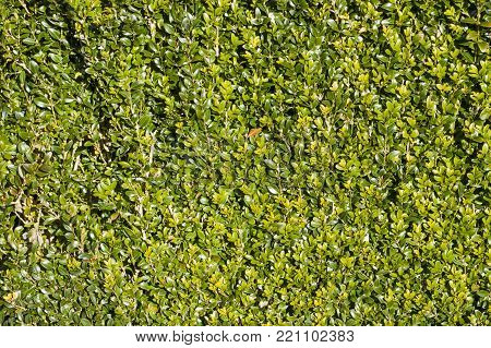 Neatly cut green evergreen privet hedge background