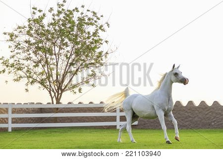 Beautiful arabian horse in Ajman city in United Arab Emirates