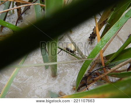Small Cord Grass Snail Found In The Marsh Zone