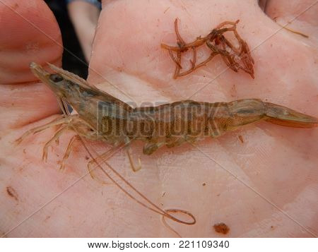 filter shrimp and its long feelers.  