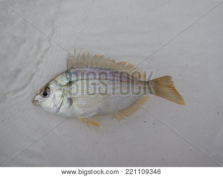 small silver pin fish lying on its side in a shallow amount of salt water.  