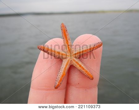  tiny starfish being held in front of a backdrop of ocean.  