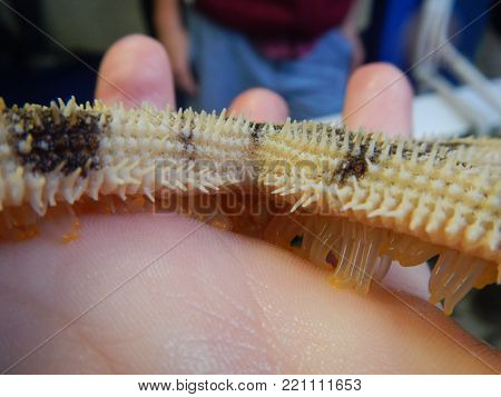 Close up picture of a Starfish with sticky suckers.