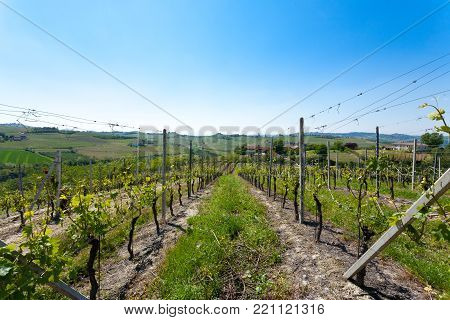 Beautiful Italian landscape. Vineyards from Langhe region,Italy agriculture. Unesco world heritage site