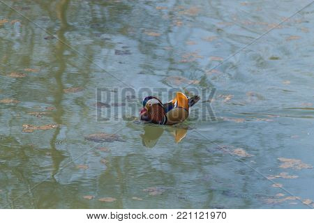 Mandarin duck close up from Sile river natural park. Italian wildlife.