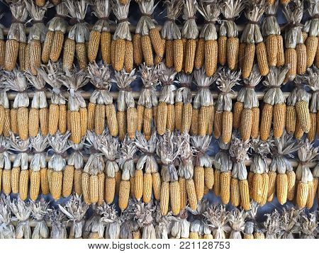 the best quality corn is stored for food reserves in the rainy season