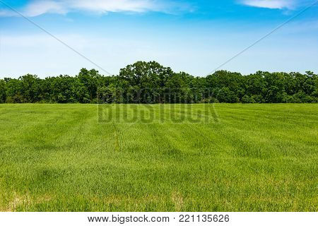 Edge of forest, field with green grass