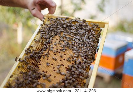 Bee Colony On The Honeycombs. Beekeeping And Getting Honey. Hive On The Background