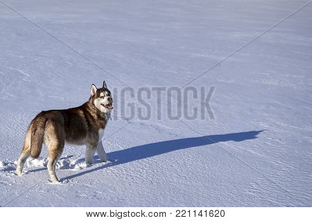Siberian husky stands in the winter snow field.