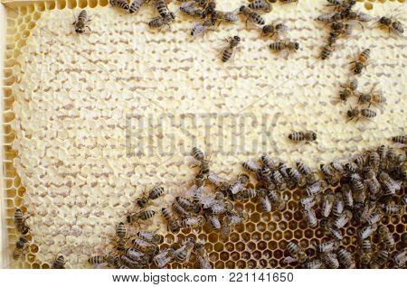 Bee Colony On The Honeycombs. Beekeeping And Getting Honey. Hive On The Background