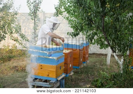 Bee apiary with bee colony in the garden. Beeking in summer. Beekeeper gets a honey