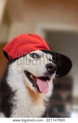 Funny dog in a red baseball cap. Siberian husky is black and white with blue eyes and sits and looks cunningly with a snout. Front view.