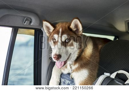 Cute red puppy siberian husky dog with yellow eyes traveling in the car. Front view.