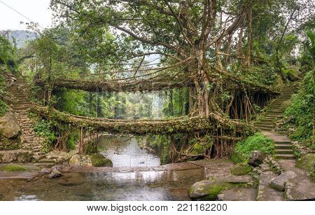 Living roots bridge near Nongriat village, Cherrapunjee, Meghalaya, India. This bridge is formed by training tree roots over years to knit together.