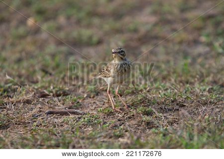 paddyfield pipit or Oriental pipit bird (Anthus rufulus) in nature, Thailand