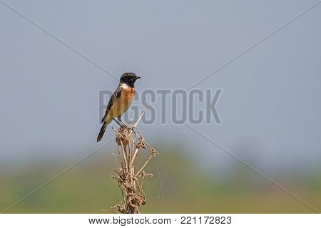Bronze-winged Jacana Bird Walking In The Nature