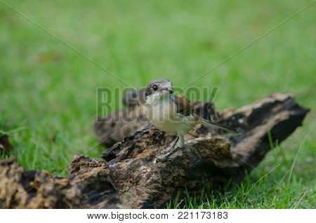 Burmese Shrike Male Perching On A Branch