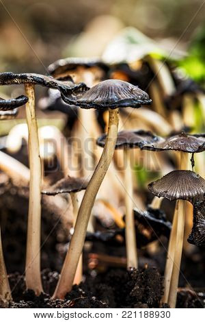 Mica cap wild mushroom. Scientific name of Coprinus micaceus.