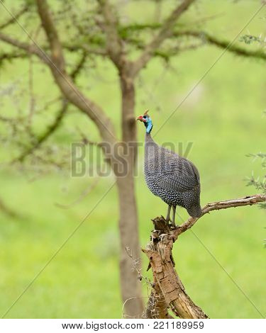 Guinae fowl perched on a branch
