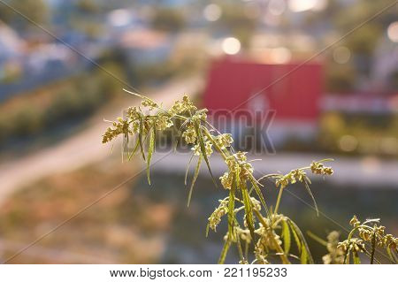 Marijuana. Hemp. Cannabis. Cannabis In The Sunset Sun And On A Blurred Background. Marijuana Bush Fo
