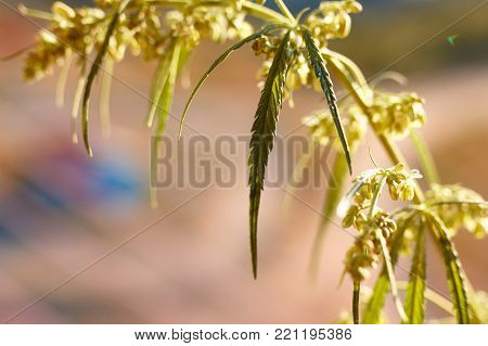Marijuana. Hemp. Cannabis. Cannabis In The Sunset Sun And On A Blurred Background. Marijuana Bush Fo