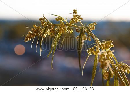 Marijuana. Hemp. Cannabis. Cannabis In The Sunset Sun And On A Blurred Background. Marijuana Bush Fo