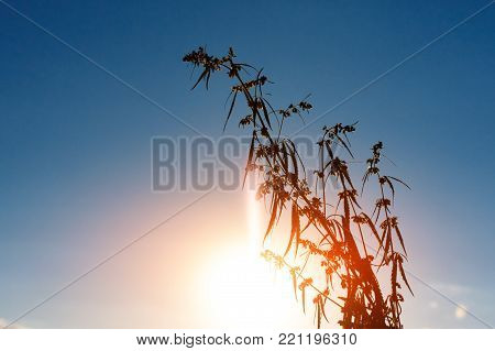 Marijuana. Hemp. Cannabis. Cannabis In The Sunset Sun And On A Blurred Background. Marijuana Bush Fo