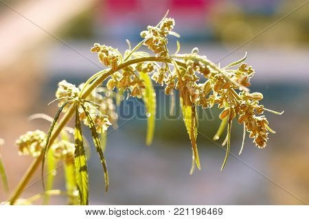 Marijuana. Hemp. Cannabis. Cannabis In The Sunset Sun And On A Blurred Background. Marijuana Bush Fo
