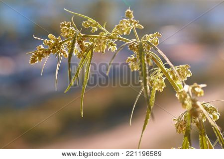 Marijuana. Hemp. Cannabis. Cannabis In The Sunset Sun And On A Blurred Background. Marijuana Bush Fo