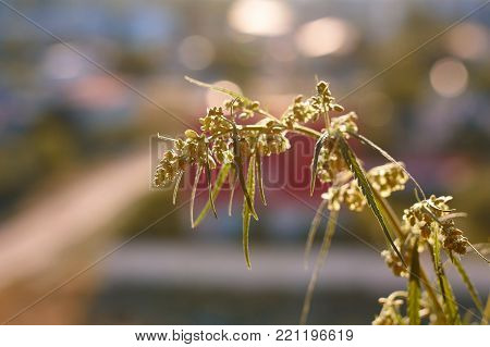 Marijuana. Hemp. Cannabis. Cannabis In The Sunset Sun And On A Blurred Background. Marijuana Bush Fo
