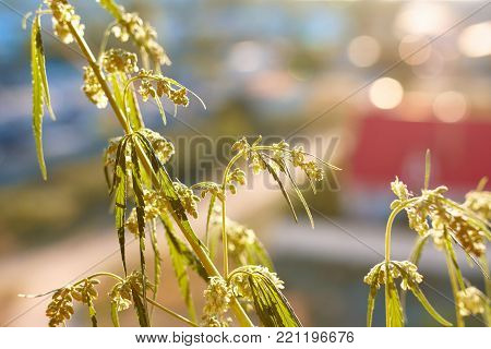 Marijuana. Hemp. Cannabis. Cannabis In The Sunset Sun And On A Blurred Background. Marijuana Bush Fo