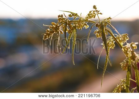 Marijuana. Hemp. Cannabis. Cannabis In The Sunset Sun And On A Blurred Background. Marijuana Bush Fo
