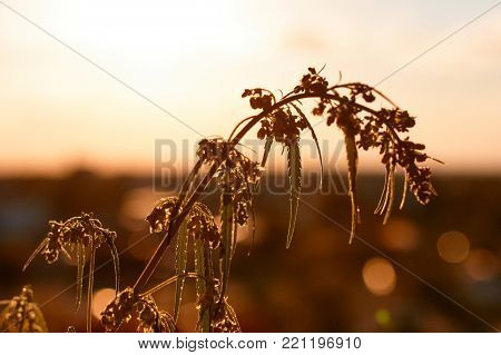Marijuana. Hemp. Cannabis. Cannabis In The Sunset Sun And On A Blurred Background. Marijuana Bush Fo