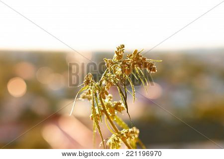 Marijuana. Hemp. Cannabis. Cannabis In The Sunset Sun And On A Blurred Background. Marijuana Bush Fo