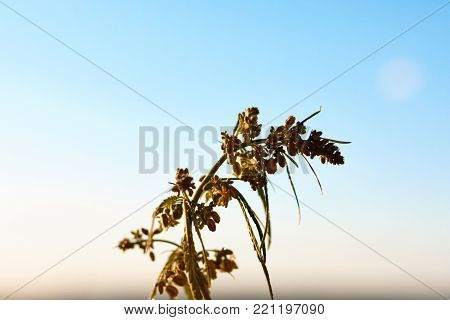 Marijuana. Hemp. Cannabis. Cannabis In The Sunset Sun And On A Blurred Background. Marijuana Bush Fo