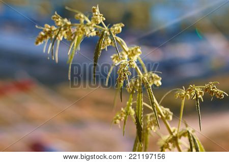 Marijuana. Hemp. Cannabis. Cannabis In The Sunset Sun And On A Blurred Background. Marijuana Bush Fo