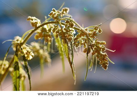 Marijuana. Hemp. Cannabis. Cannabis In The Sunset Sun And On A Blurred Background. Marijuana Bush Fo