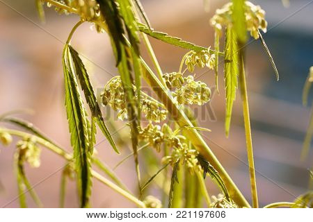 Marijuana. Hemp. Cannabis. Cannabis In The Sunset Sun And On A Blurred Background. Marijuana Bush Fo