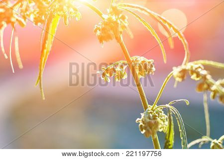 Marijuana. Hemp. Cannabis. Cannabis In The Sunset Sun And On A Blurred Background. Marijuana Bush Fo