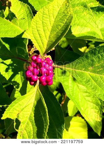 Pink Berries On A Bush