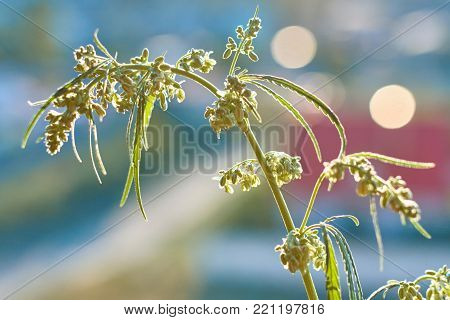 Marijuana. Hemp. Cannabis. Cannabis In The Sunset Sun And On A Blurred Background. Marijuana Bush Fo